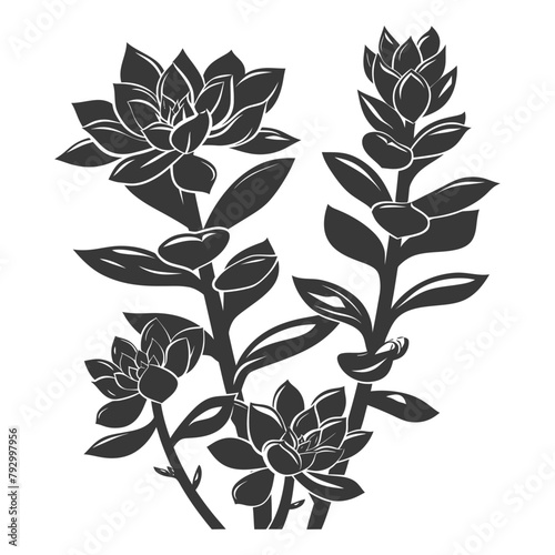 Silhouette Succulent plant black color only