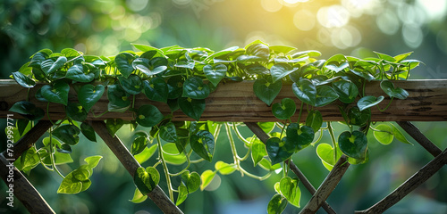 A well-established money plant climbing a wooden trellis, its tendrils reaching out eagerly in search of support, symbolizing growth and prosperity photo