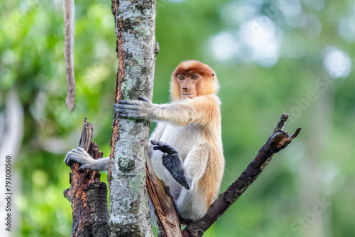 proboscis monkey or nasalis larvatus photo