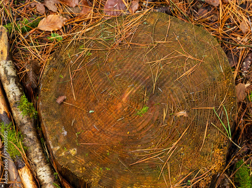 Souche tronçonnée pourrissant au sol dans la forêt jurassienne, Massif de la Serre, Bourgogne-Franche-Comté, Jura, France