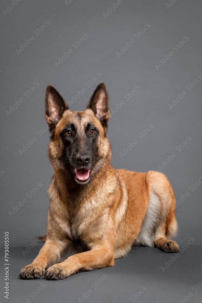 happy malinois belgian shepherd dog lying in the studio on a gray background happy malinois belgian shepherd dog lying in the studio on a gray background