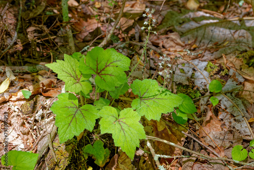 Foamflower plant growing in the forest