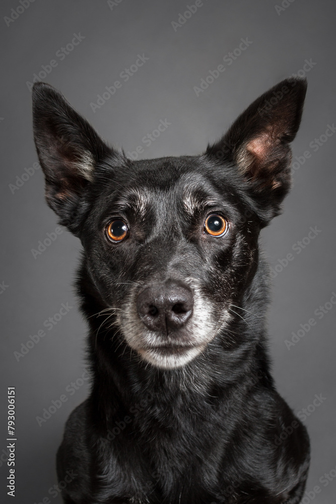 old black australian kelpie dog close up head portrait in the studio on a grey background old black australian kelpie dog close up head portrait in the studio on a grey background