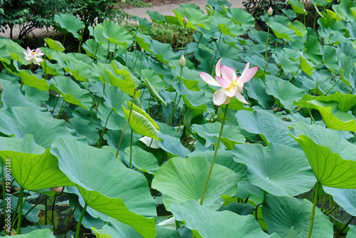 Beautiful budding lotus flowers next to a nature trail