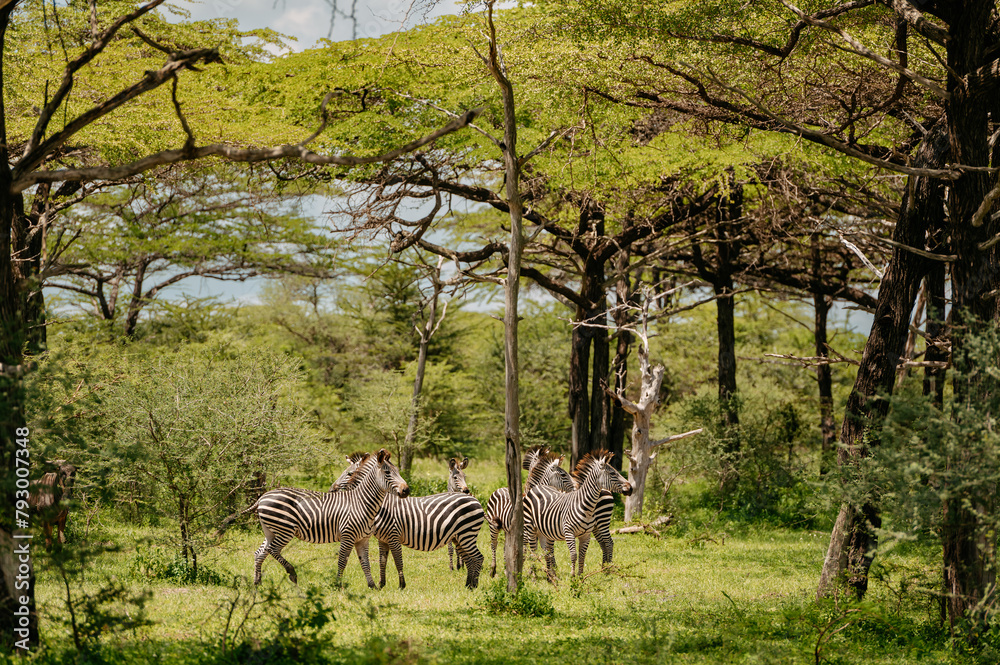 Fototapeta premium A herd of zebras in savanna.