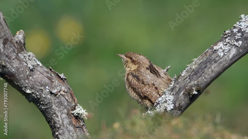 Eurasian Wryneck perched on the ground. Spain.
