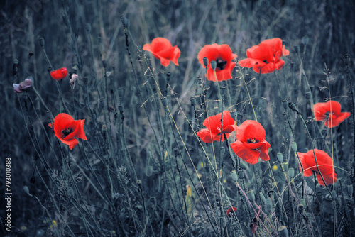 anzac day background. red poppy flowers in the field. selective color