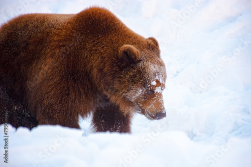 carpathian brown bear in the snow. wild animal awake in winter