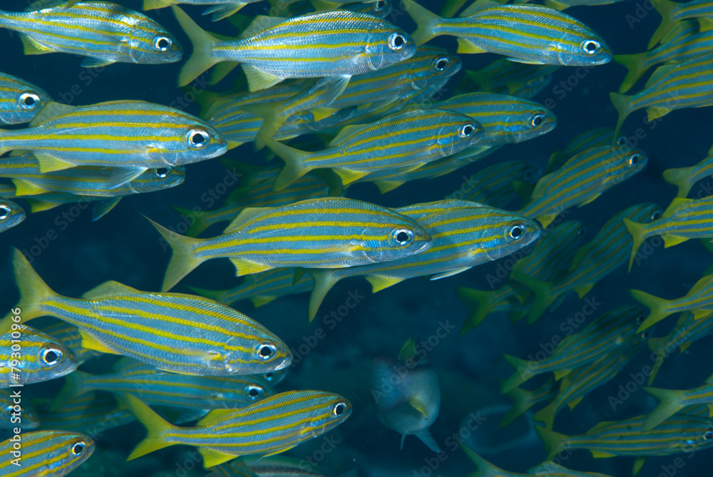 Naklejka premium A bunch of fish in Bonaire