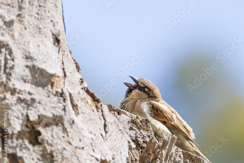 Gorrión común (Passer domesticus) piando en un árbol photo