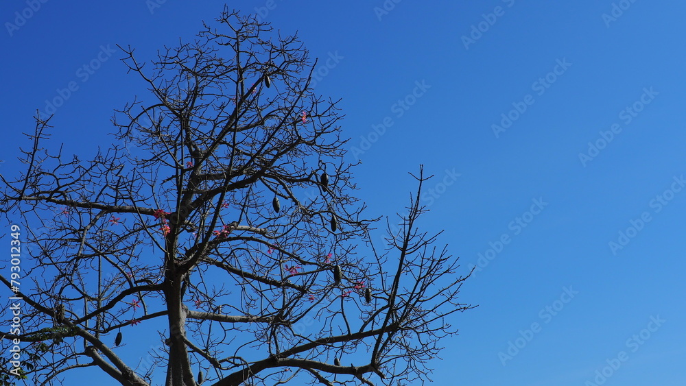 Ceiba speciosa (Silk Floss tree) branches with fruits unopen fruits in backlighting, under a bright blue sky Ceiba speciosa (Silk Floss tree) branches with fruits unopen fruits in backlighting, under a bright blue sky