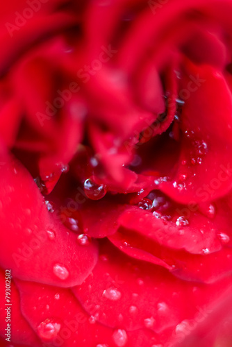 Red rose in raindrops. Macro, close-up. Soft, selective focus. Fragrances, freshness, pleasure