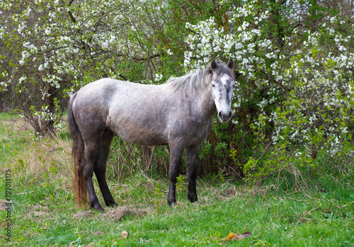 A serene spring scene featuring a dappled gray horse standing beside a blossoming white wildflower bush