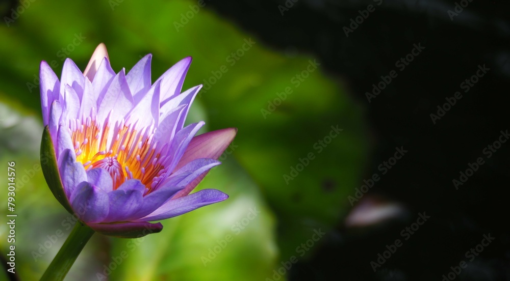 Closeup Liliac flower of Blue water lily (blue lotus) (Nymphaea nouchali) on front left, with a bokeh background of green leaf and dark water