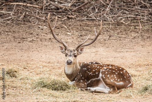 Spotted deer at the zoo
