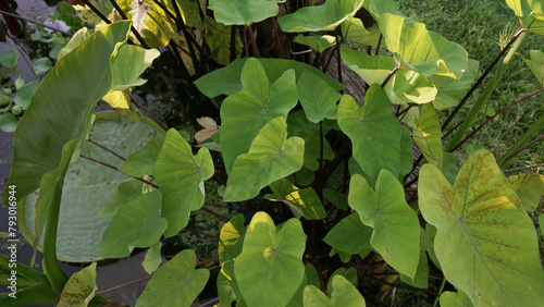 Swamp plants. Closeup view of Colocasia esculenta green leaves, growing in the pond.	

