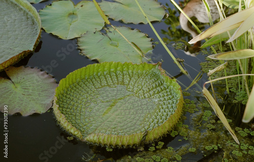 Aquatic plants. Closeup view of Victoria cruziana, also known as Irupe, giant waterlily new green floating leaf, growing in the pond. photo