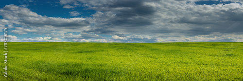 large spring agricultural field with young bright green shoots to the horizon under a blue cloudy sky. widescreen panoramic photo of a farm landscape with good weather in 15:5 format. side view