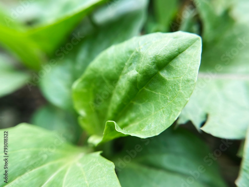 green plantain leaves growing in the forest