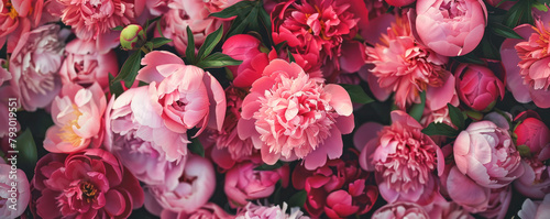 A panoramic image filled with the lush fullness of blooming peonies, showcasing a range of pinks from soft to deep magenta, capturing the essence of a vibrant spring or summer garden. photo