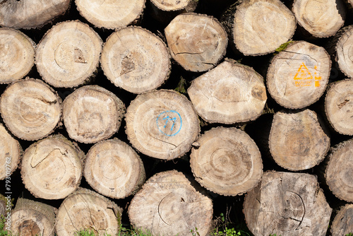 Pile of wood logs. Natural wooden background with closeup of clean cut of chopped firewood logs.