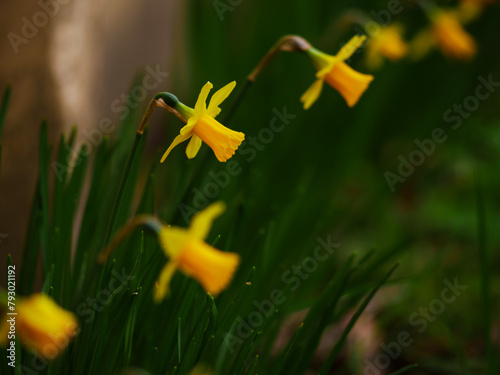 Golden Daffodil Narcissus dwarf flowers in a row