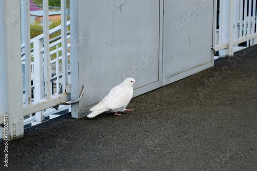 A beautiful white pigeon walks on the asphalt near a metal structure