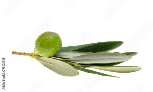 sprig with green olives isolated