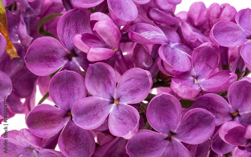 Lilac flowers isolated Lilac flowers isolated
