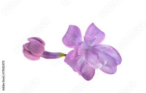 Lilac flowers isolated