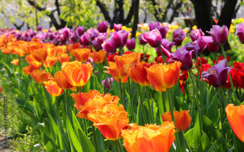 Flower beds in spring with many colorful tulips of orange and purple photo