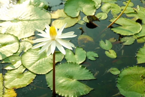 White lotus flower blooming and fish in the pond. 