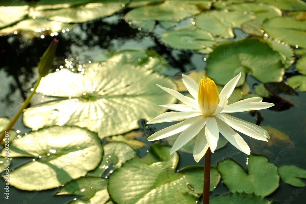 White lotus flower blooming and fish in the pond. White lotus flower blooming and fish in the pond.