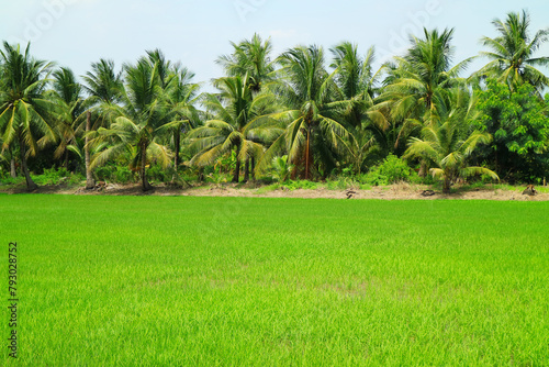 Vibrant green immature paddy field with rows of coconut palm trees photo