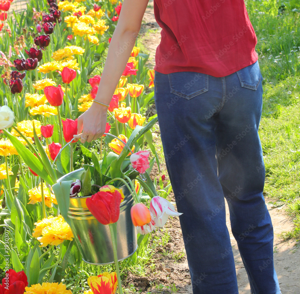 Φωτογραφία tin bucket with many colorful tulips picked by the girl wearing blue jeans and a