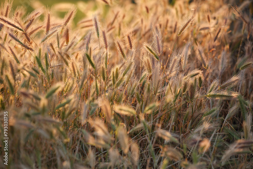 Amazing summer background golden wheat ears in sunlight.
