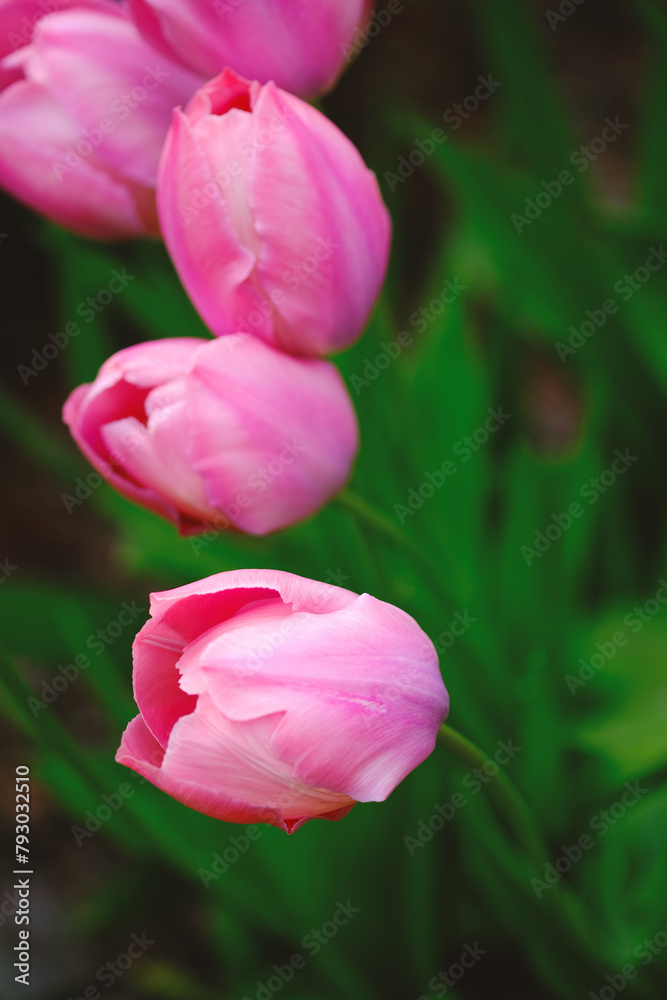Group of Pink Tulips Flowers on Lush Green Field Group of Pink Tulips Flowers on Lush Green Field