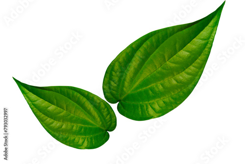 Betel leaf on PNG background (ID: 793032997)
