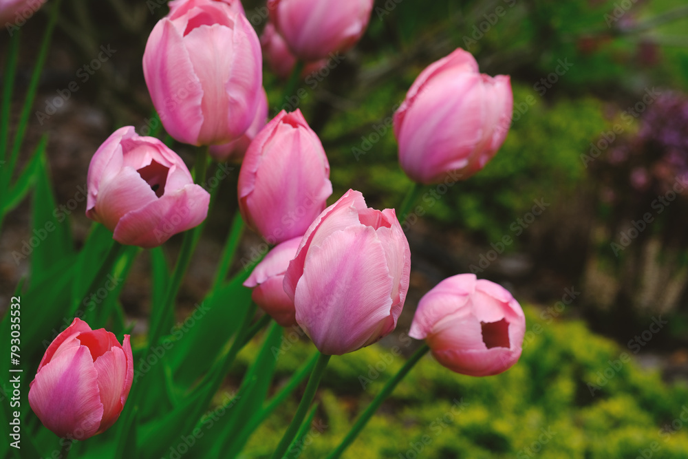 Pink Tulips Flowers Blooming in Grass Pink Tulips Flowers Blooming in Grass