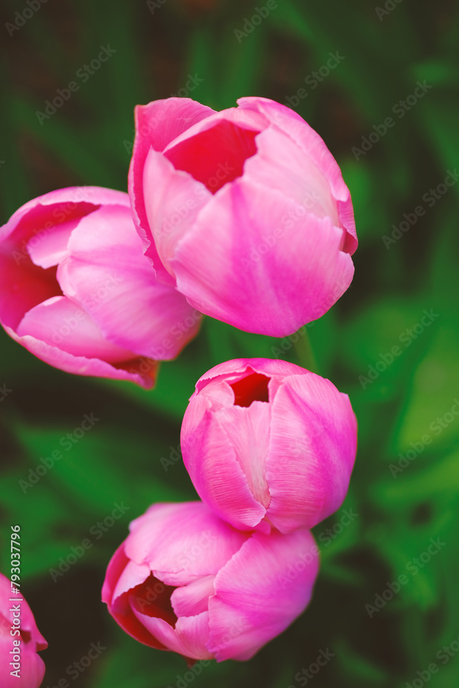 Group of Pink Tulips Flowers on Lush Green Field Group of Pink Tulips Flowers on Lush Green Field