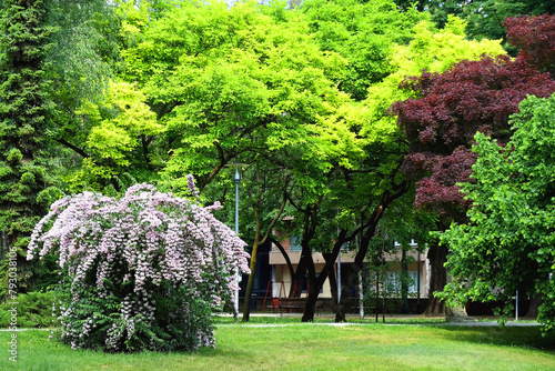 Obraz na płótnie Pink abelia bush in park Ribnjak, Zagreb, Croatia. w salonie