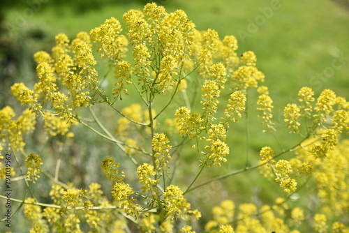 Isatis tinctoria au printemps au jardin