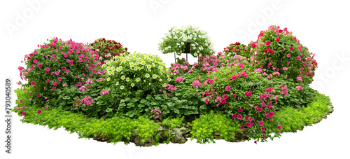 Tropical plant bush shrub red pink flower green tree isolated on white background. This has clipping path.	
