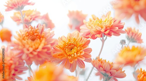 Vibrant bursts of yellow and orange fireworks chrysanthemums against a crisp white backdrop