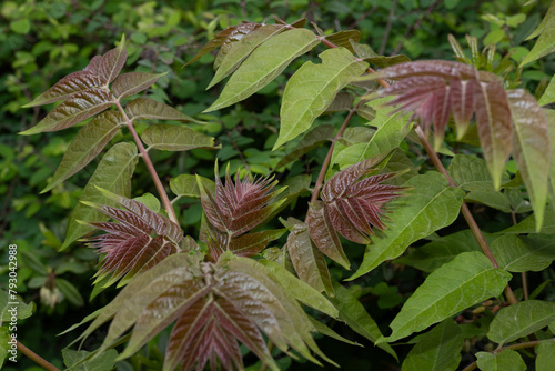 Red young leaves in spring, illuminated by bright sun, selective focus. Contrast green blurred background on nature theme Close up of new growth of Ailanthus Altissima tree commonly known as tree photo