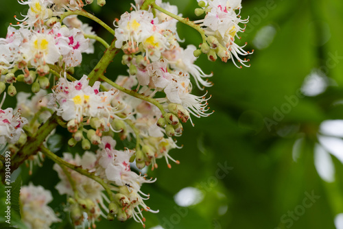 Aesculus hippocastanum blooms in May. Aesculus hippocastanum, the horse chestnut, is a species of flowering plant in the soapberry and lychee family Sapindaceae. Istanbul. Turkey.