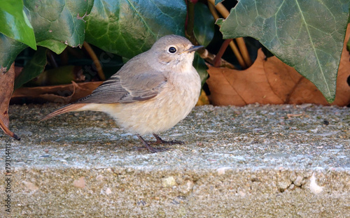 Rougequeue noir dans le jardin à la recherche de nourriture photo