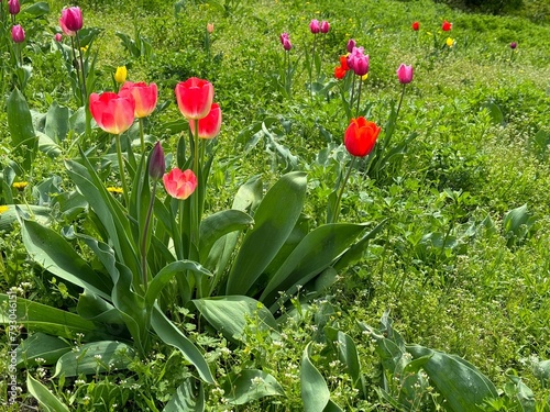 Tulips flowers in field grass 