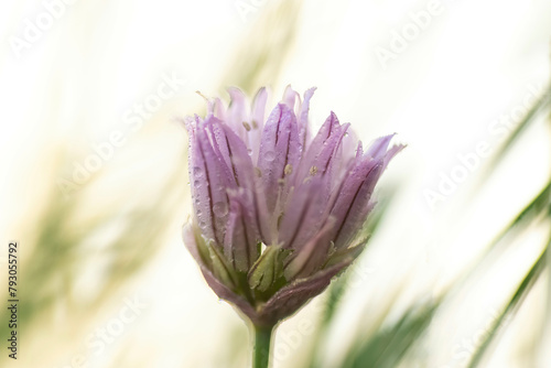 Chives  Allium schoenoprasum  violet flower  macro view.