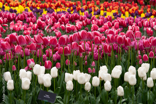 Keukenhof park of flowers and tulips in the Netherlands. Beautiful outdoor scenery in Holland © Solarisys